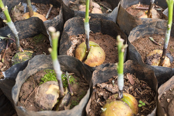 avocado propagation by grafting in nursery house