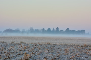 corn field in fog