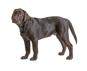 Chocolate labrador retriever on white background