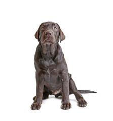 Chocolate labrador retriever on white background