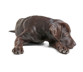 Chocolate labrador retriever on white background