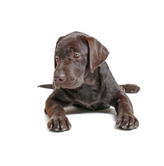 Chocolate labrador retriever on white background