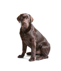 Chocolate labrador retriever on white background