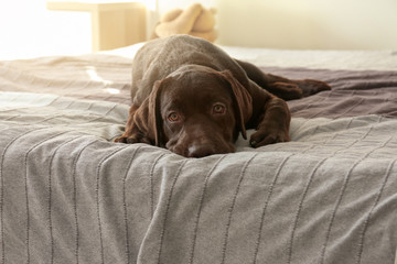 Chocolate labrador retriever on bed at home