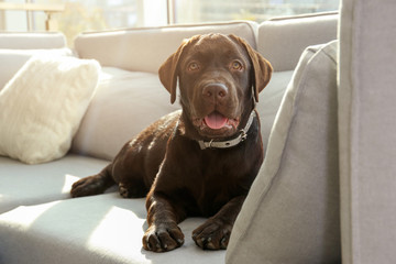 Chocolate labrador retriever on sofa at home