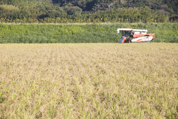 Fototapeta na wymiar Rice cutting in combine