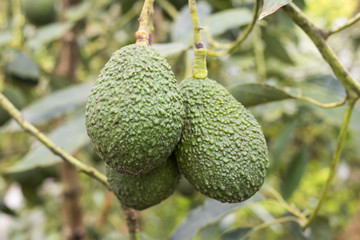 avocadoes fruit on tree in the garden