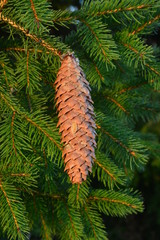 branch with pine cone