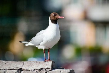 seagull white lonely feathered bird stands on a brick wall and looking on blurred nature background animal wallpaper