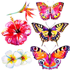 Obraz na płótnie Canvas beautifu tropical butterflies and flowers,watercolor,isolated on a white