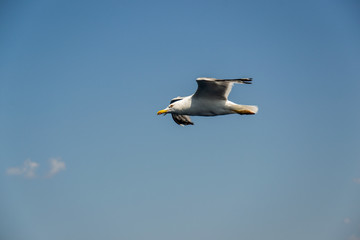 One seagull flying in the blue sky