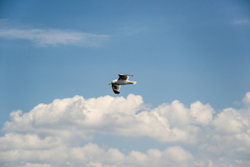 Naklejka premium One seagull flying in the blue sky