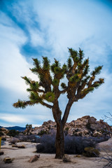 Obraz premium Yoshua tree
