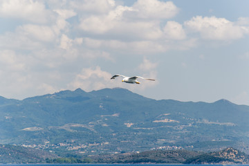 Fototapeta na wymiar One seagull flying in the blue sky