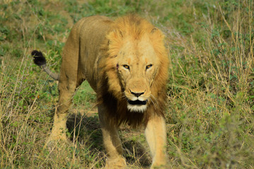 Lion Kruger Park South Africa