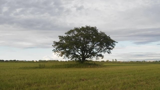 Lone harmonic tree (spreading oak) on field
