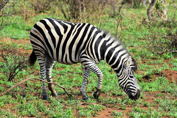 Fototapeta na wymiar Zebra from Kruger Park South Africa