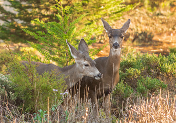 California Deer