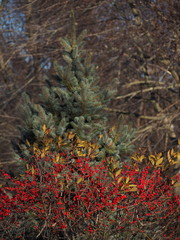 Naklejka na ściany i meble winter red berries against spruce background