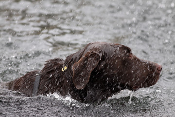 chien dans l'eau