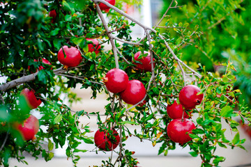 red ripe pomegranates on a green branch