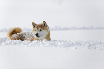 雪原の柴犬