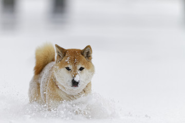 雪原の柴犬