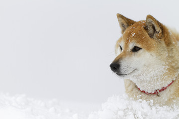 冬の柴犬
