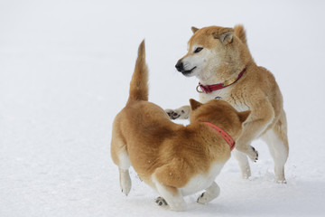 戦う柴犬