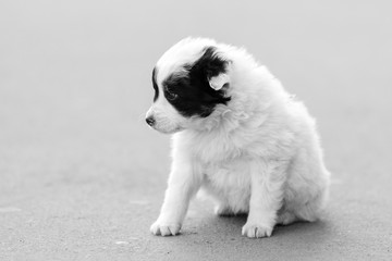 fluffy sweet young lonely brooding puppy sitting on the grey pavement and thinks about life black and white animal background pet wallpaper