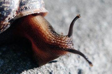 Horned snail is sitting on the gray concrete and basking in the sunlight macro insect animal closeup background wallpaper