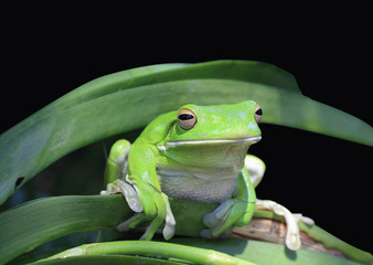 close up of a Tropical green frog in the garden