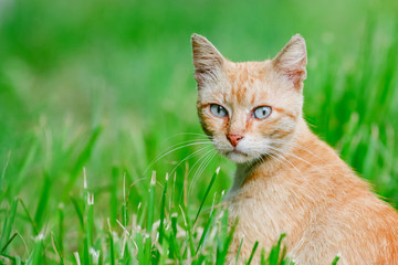 Naklejka na ściany i meble Thoughtful red orange cat sitting in the grass looking and listens green pet background animal wallpaper
