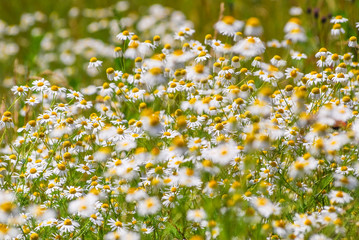 Wild chamomile or scented mayweed (Matricaria chamomilla) in the meadow