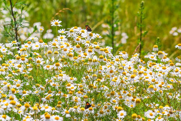 Wild chamomile or scented mayweed (Matricaria chamomilla) and small tortoiseshell (Aglais urticae) in the meadow