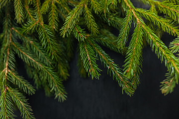 spruce and black background. Wooden background. Christmas of the heart. Black background. Beautiful fir