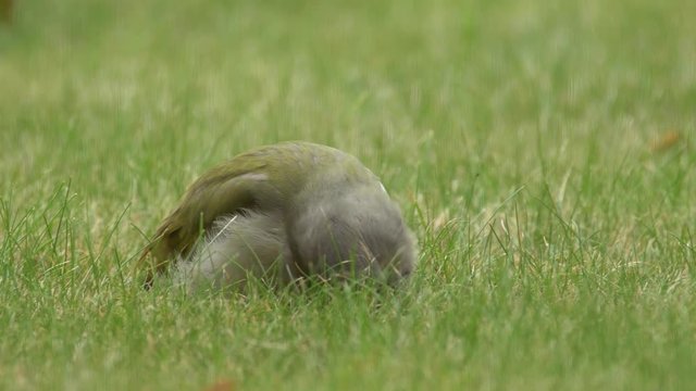 Grey-headed woodpecker (Picus canus) eating ants in grass