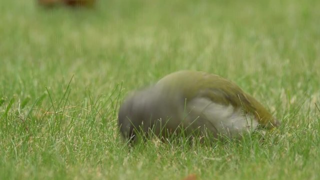 Grey-headed woodpecker (Picus canus) eating ants in grass