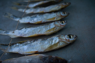 Salty dry river fish on a dark  background