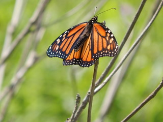 Monarch butterfly in wild
