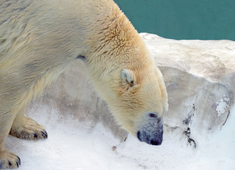 Obraz na płótnie Canvas Polar bear, a species native to the arctic north and Alaska and sensitive to climate change and global warming