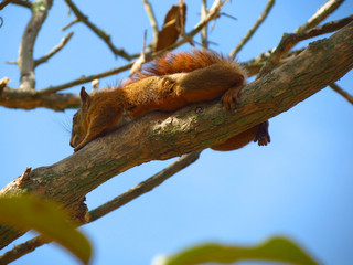 Squirrel climbing to his house in a tree on a branch with red fur