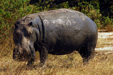 Tansania Taragire 1979 Hippo Nilpferd