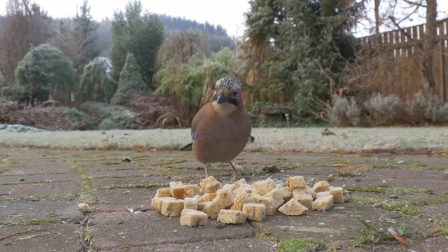 Feeding jays with bread in garden