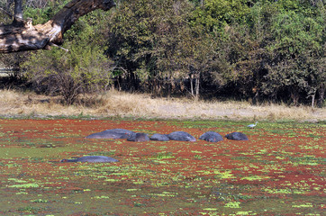 Sambia South Luangwa 2010 Hippo Nilpferd