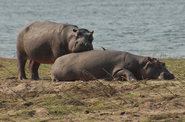 Sambia South Luangwa 2010 Nilpferd hippo