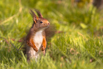 Naklejka na ściany i meble Red squirrel in lawn