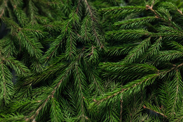 The green background. The background for the text. Tree