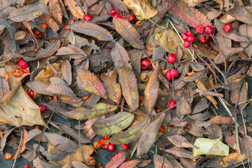 Fallen rowan berries and leafs on rock in autumn