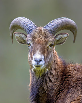 Portrait of Mouflon sheep male on hill